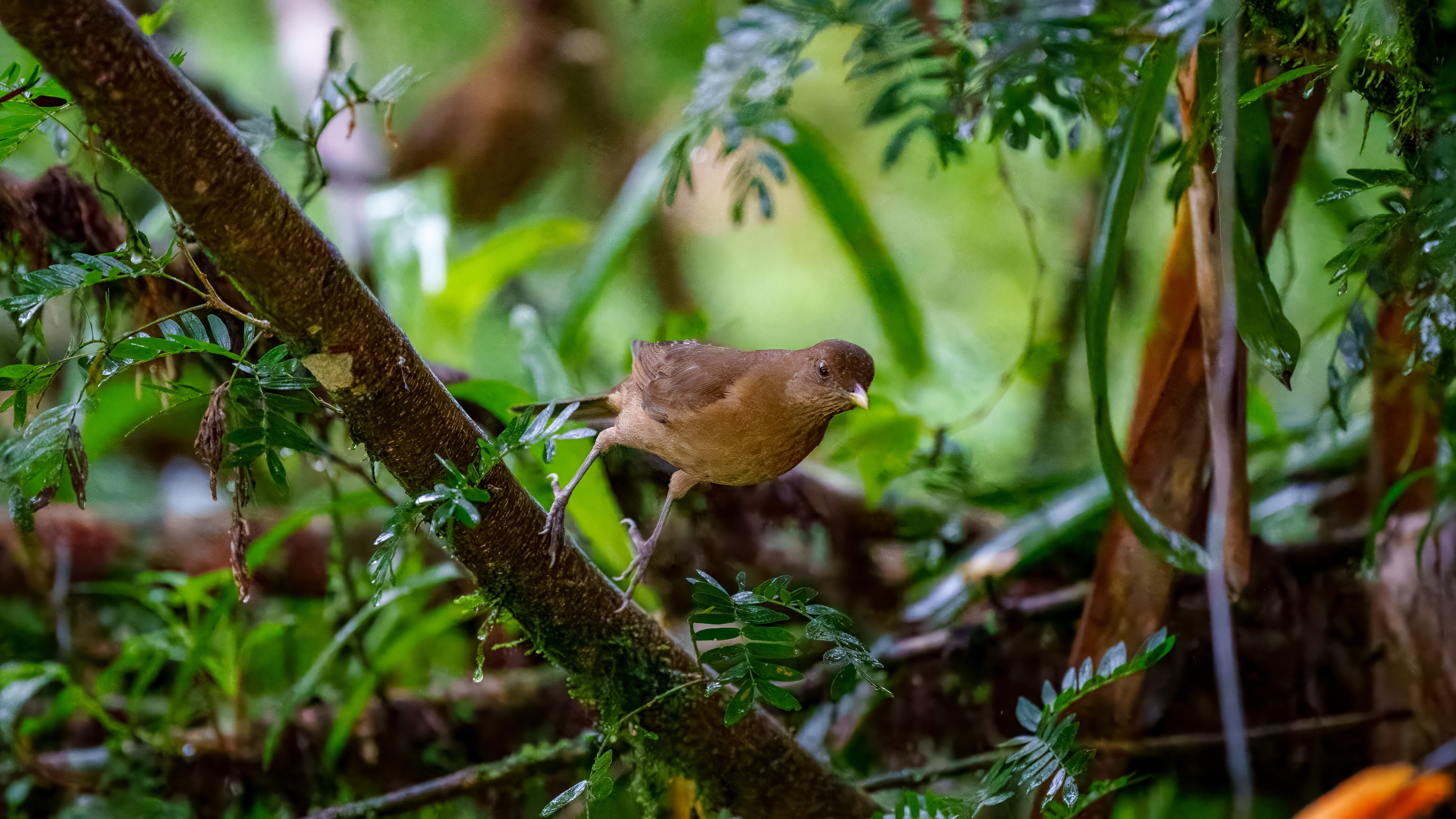 Die Gilbdrossel (Turdus grayi) oder Schlichtdrossel ist ein Singvogel aus der Familie der Drosseln (Turdidae). Seit 1977 ist die Gilbdrossel der Nationalvogel von Costa Rica. In Costa Rica wird sie „yigüirro“ genannt. Der lehmfarbene Vogel hat einen gelben Schnabel und rotbraune Irisringe. Die Gilbdrossel erreicht eine Körperlänge von 23 bis zu 27 Zentimetern und ein Gewicht von 65 bis 86 Gramm. Die Art kommt hauptsächlich in Costa Rica, Mexiko und im nördlichen Kolumbien vor. Sie lebt in offenem Gelände und lichten Wäldern bis in Höhenlagen von 2.450 Meter. Die Gilbdrossel ernährt sich hauptsächlich von Früchten, Insekten und Stummelfüßern, verschmäht aber auch kleinere Echsen nicht.